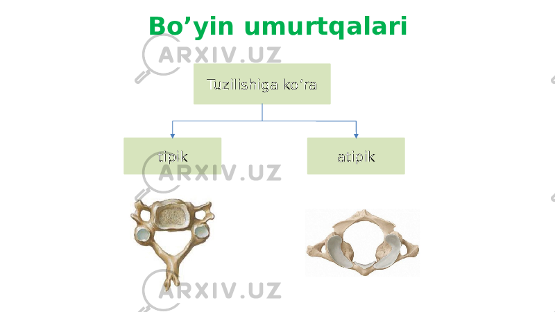 Bo’yin umurtqalari Tuzilishiga ko’ra tipik atipik 