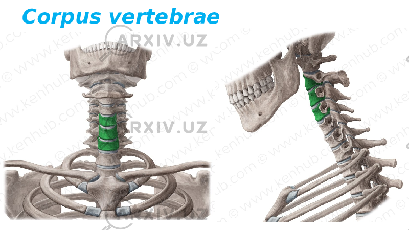 Corpus vertebrae 