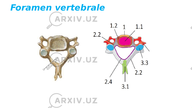 Foramen vertebrale 