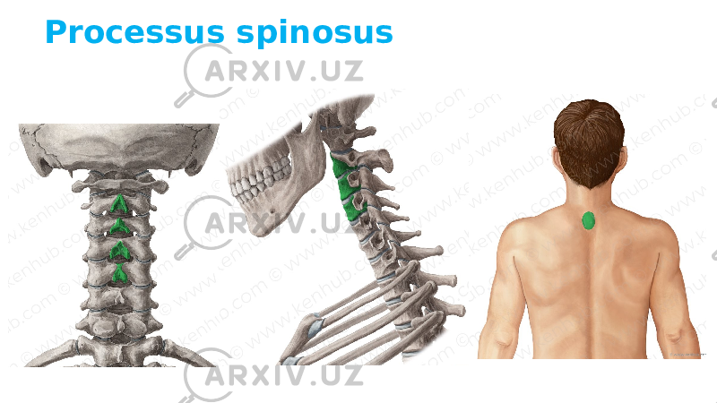 Processus spinosus 