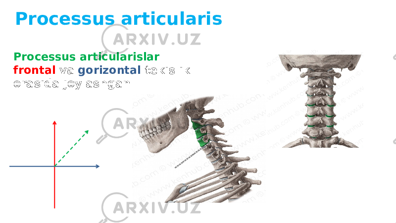 Processus articularis Processus articularislar frontal va gorizontal tekislik orasida joylashgan 