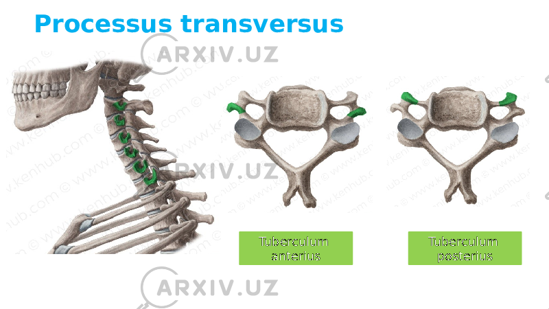 Processus transversus Tuberculum posteriusTuberculum anterius 