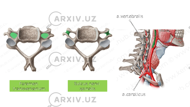 Foramen transversarium Sulcus nervi spinalis a.vertebralis a.caroticus 