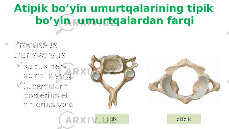 • Processus transversus  sulcus nervi spinalis yo’q  tuberculum posterius et anterius yo’qAtipik bo’yin umurtqalarining tipik bo’yin umurtqalardan farqi tipik atipik 