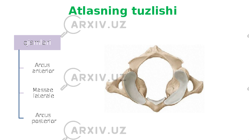 Atlasning tuzlishi qismlari Arcus anterior Massae laterale Arcus posterior 