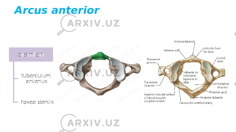 Arcus anterior qismlari Tuberculum anterius Fovea dentis 