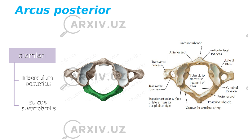 Arcus posterior qismlari Tuberculum posterius sulcus a.vertebralis 