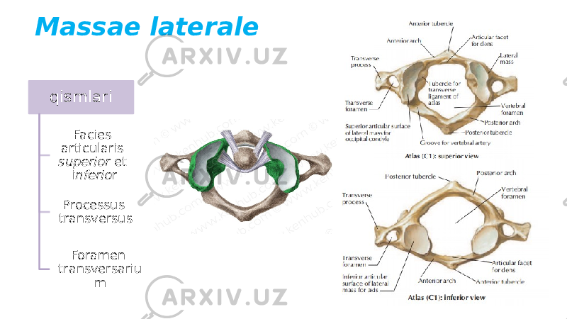 Massae laterale qismlari Facies articularis superior et i nferio r Processus transversus Foramen transversariu m 