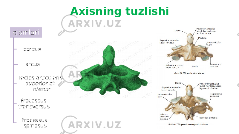 Axisning tuzlishi qismlari corpus arcus Facies articularis superior et i nferio r Processus transversus Processus spinosus 