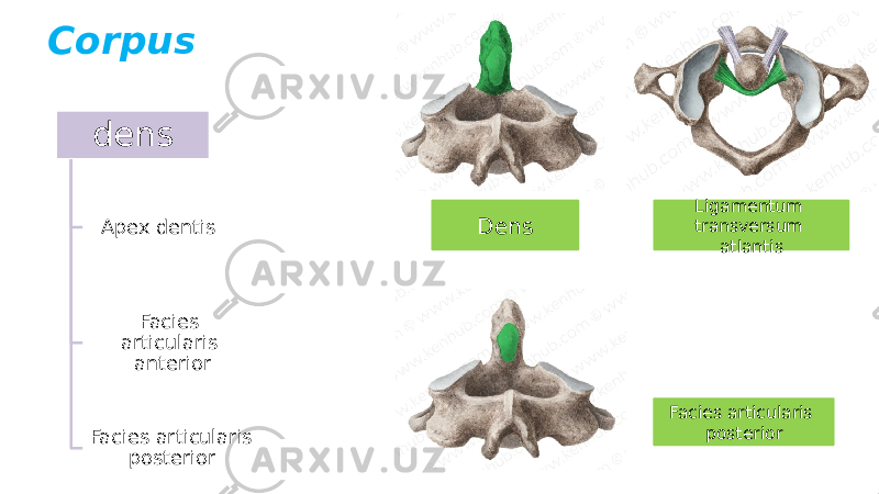 Corpus Dens Ligamentum transversum atlantis Facies articularis posteriordens Apex dentis Facies articularis anterior Facies articularis posterior 