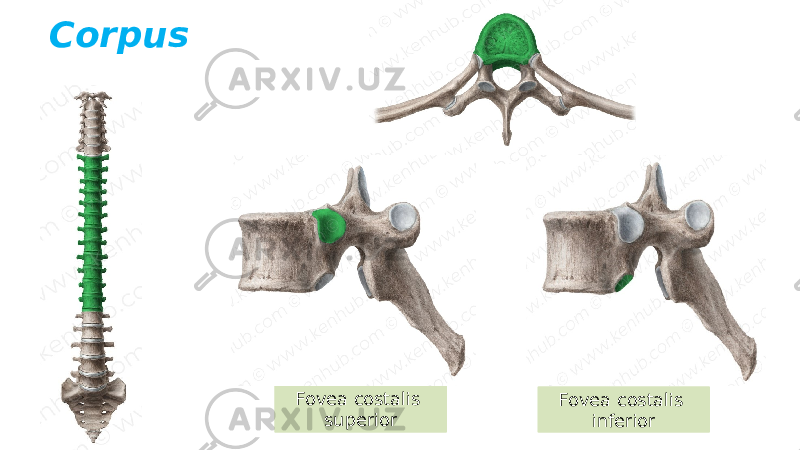 Corpus Fovea costalis superior Fovea costalis inferior 