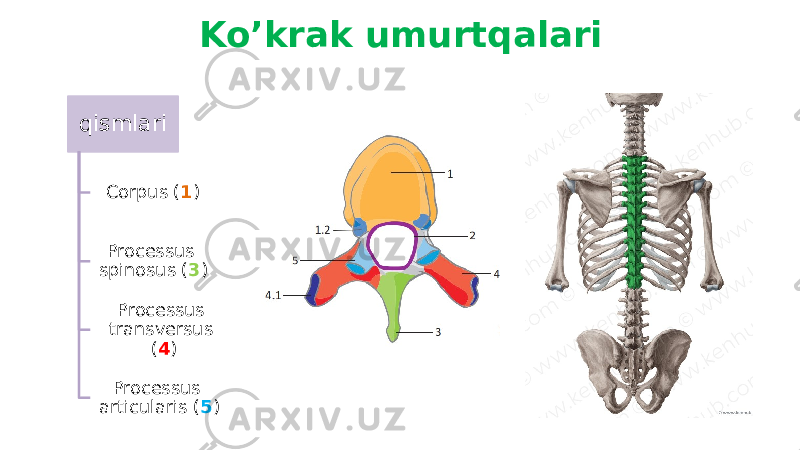 qismlari Corpus ( 1 ) Processus spinosus ( 3 ) Processus transversus ( 4 ) Processus articularis ( 5 )Ko’krak umurtqalari 