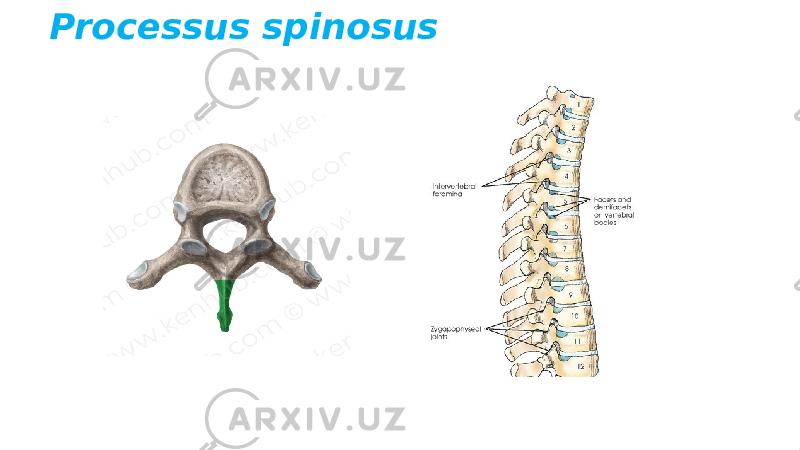 Processus spinosus 