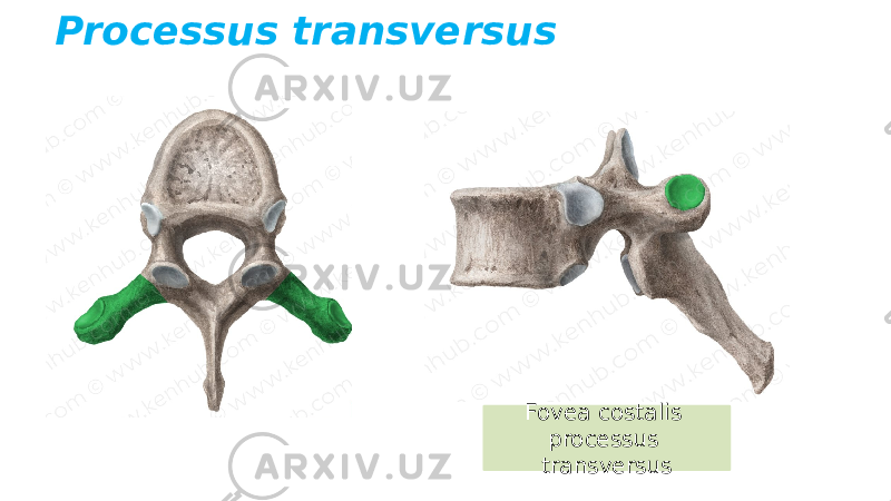 Processus transversus Fovea costalis processus transversus 