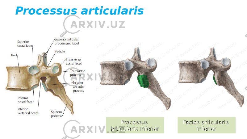 Processus articularis Processus articularis inferior Facies articularis inferior 