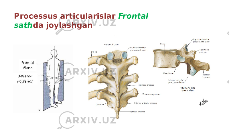 Processus articularislar Frontal sath da joylashgan 