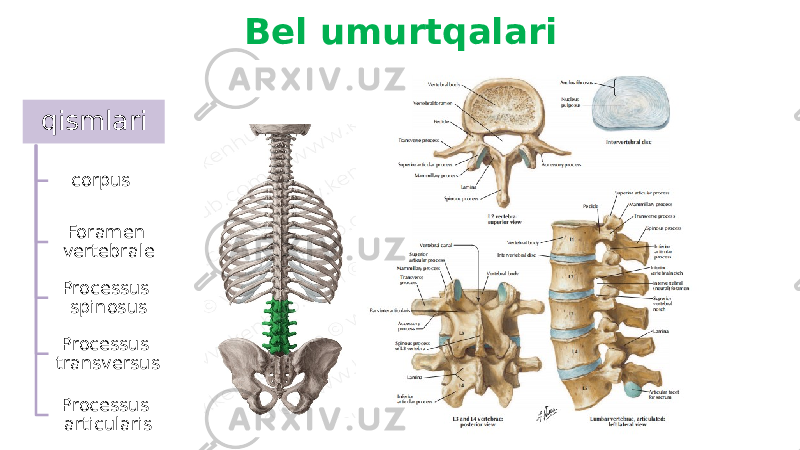 Bel umurtqalari qismlari corpus Foramen vertebrale Processus spinosus Processus transversus Processus articularis 