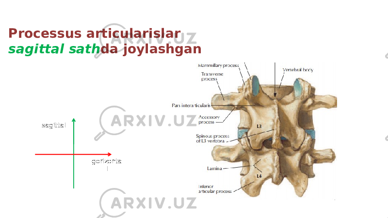 Processus articularislar sagittal sath da joylashgan sagittal gorizonta l 