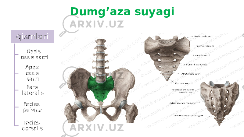 Dumg’aza suyagi qismlari Basis ossis sacri Apex ossis sacri Pars lateralis Facies pelvica Facies dorsalis 