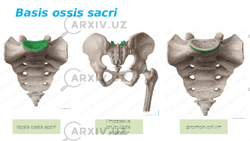 Basis ossis sacri Basis ossis sacri promontoriumProcessus articularis superior 