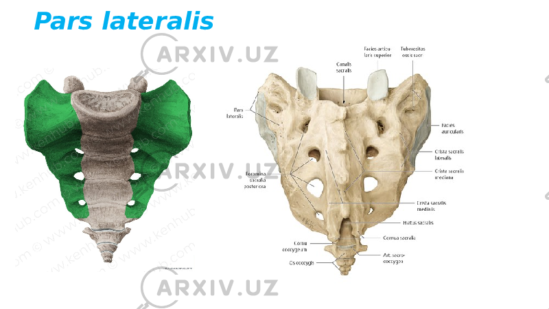 Pars lateralis 