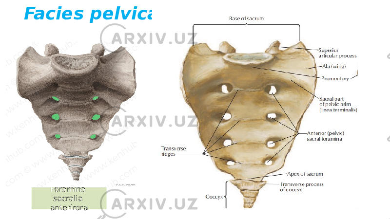 Facies pelvica Foramina sacralia anterirora 