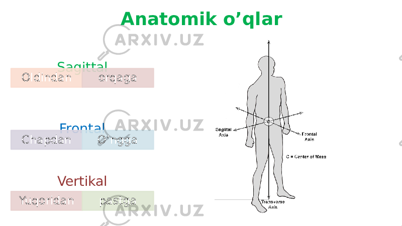 Anatomik o’qlar Vertikal Yuqoridan pastgaFrontal Chapdan O’nggaSagittal Oldindan orqaga 