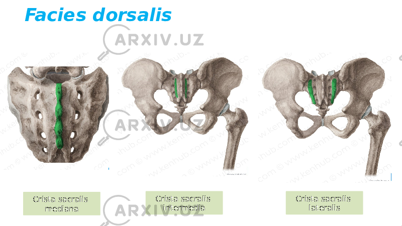 Facies dorsalis Crista sacralis mediana Crista sacralis lateralisCrista sacralis intermedia 