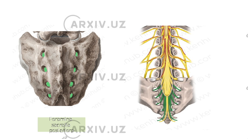 Foramina sacralia posteriora 