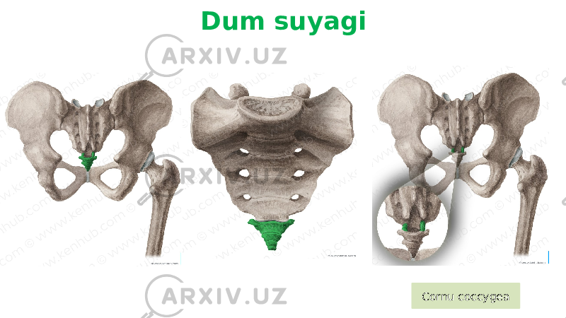 Dum suyagi Cornu coccygea 