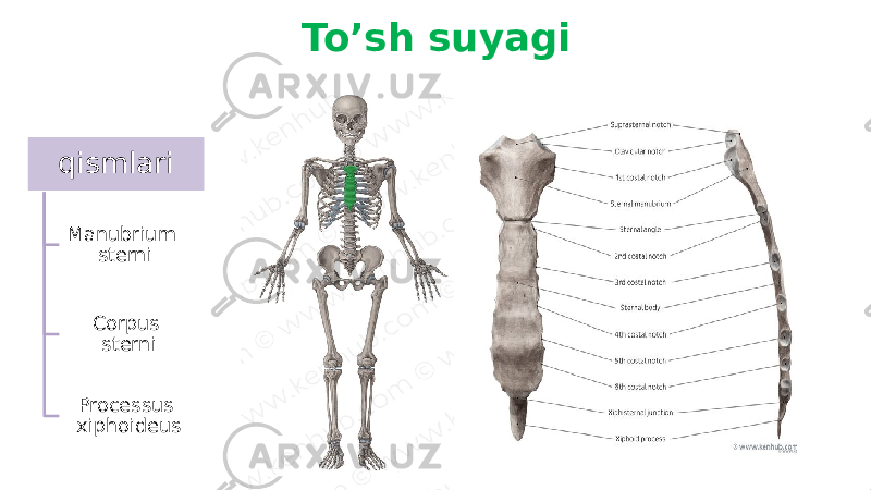 To’sh suyagi qismlari Manubrium sterni Corpus sterni Processus xiphoideus 