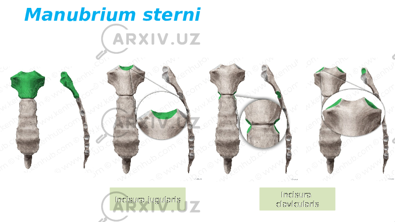 Manubrium sterni Incisura jugularis Incisura clavicularis 