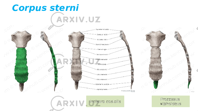 Corpus sterni Processus xiphoideusIncisura costalis 