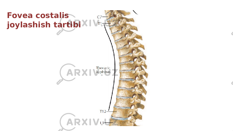 Fovea costalis joylashish tartibi 