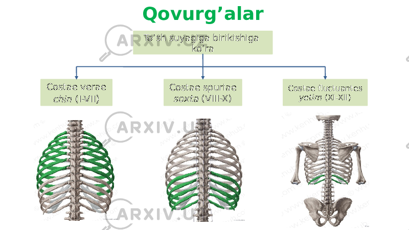 Qovurg’alar To’sh suyagiga birikishiga ko’ra Costae verae chin (I-VII ) Costae fluctuantes yetim (XI-XII)Costae spuriae soxta (VIII-X) 