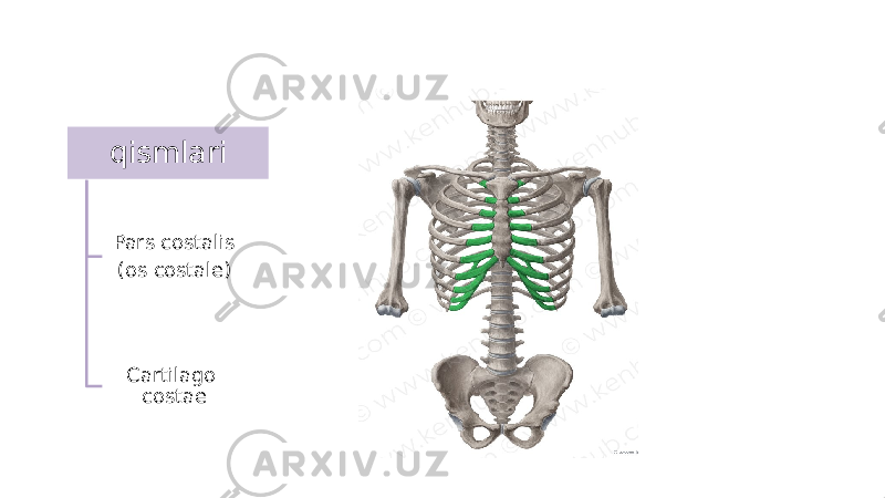 qismlari Pars costalis (os costale) Cartilago costae 