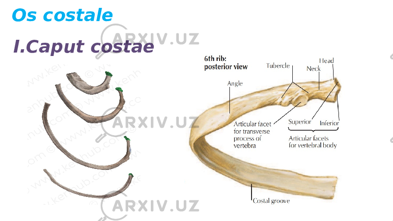 I.Caput costaeOs costale 