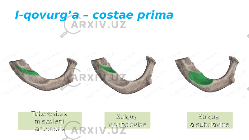 I-qovurg’a – costae prima Sulcus a.subclaviaeTuberositas m.scaleni anterioris Sulcus v.subclaviae 