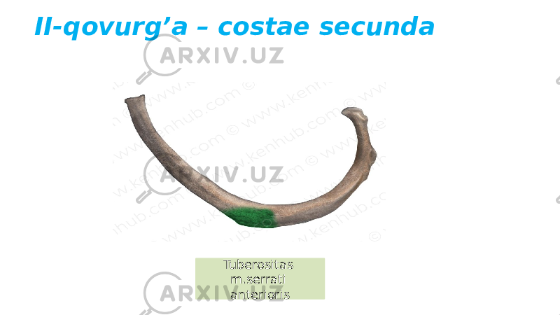 II-qovurg’a – costae secunda Tuberositas m.serrati anterioris 