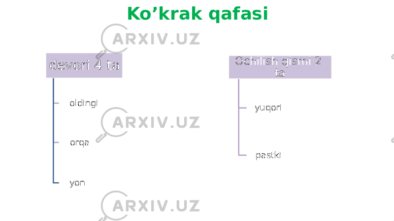 Ko’krak qafasi devori 4 ta oldingi orqa yon Ochilish qismi 2 ta yuqori pastki 