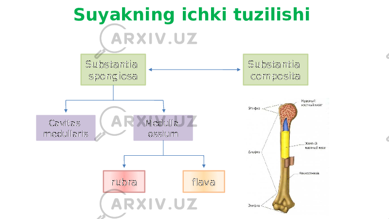 Suyakning ichki tuzilishi Substantia spongiosa Substantia composita Cavitas medullaris Medulla ossium rubra flava 