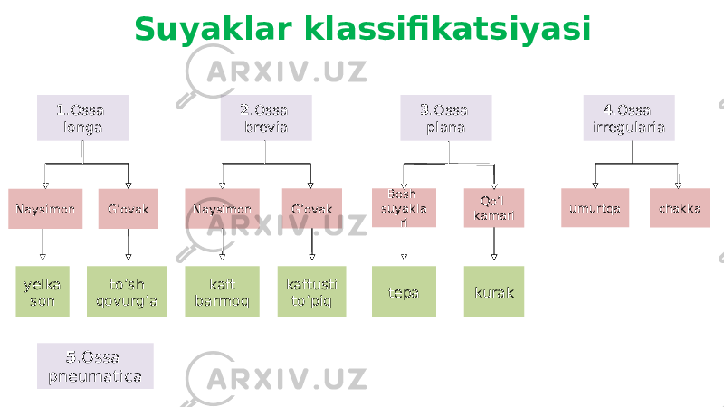 Suyaklar klassifikatsiyasi 1 .Ossa longa 4 .Ossa irregularia3 .Ossa plana2 .Ossa brevia Qo’l kamari 5 .Ossa pneumatica umurtqaBosh suyakla riNaysimon G’ovak Naysimon chakka G’ovak kaft barmoqyelka son to’sh qovurg’a kaftusti to’piq tepa kurak 