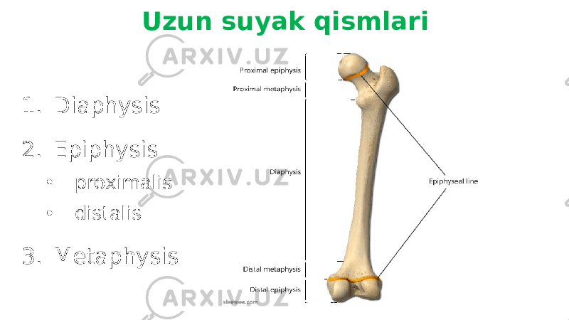 1. Diaphysis 2. Epiphysis • proximalis • distalis 3. Metaphysis Uzun suyak qismlari 