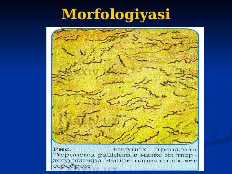 Morfologiyasi 