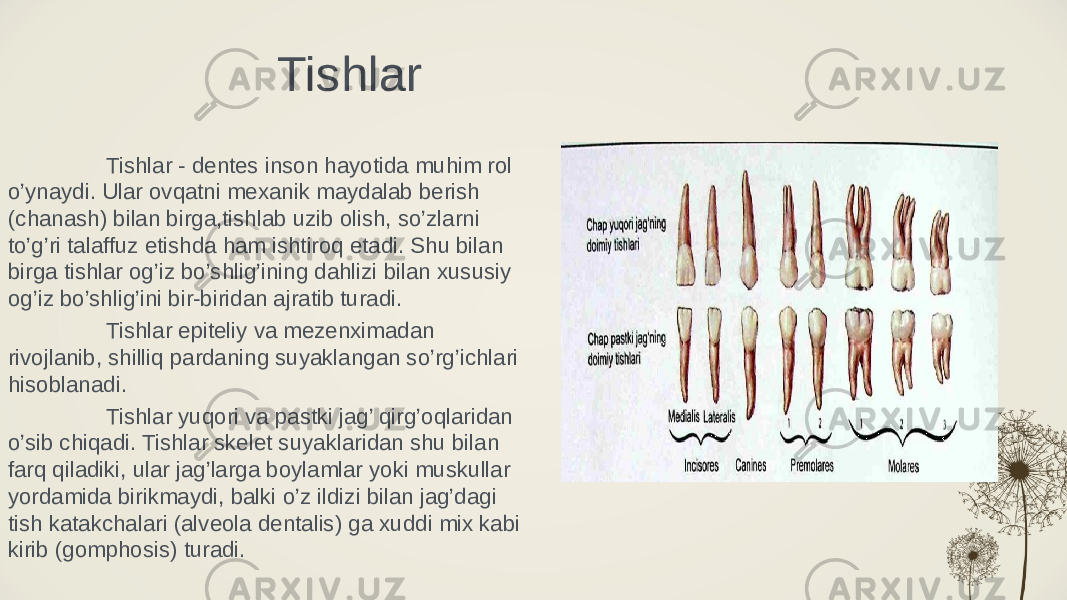 Tishlar Tishlar - dentes inson hayotida muhim rol o’ynaydi. Ular ovqatni mexanik maydalab berish (chanash) bilan birga,tishlab uzib olish, so’zlarni to’g’ri talaffuz etishda ham ishtiroq etadi. Shu bilan birga tishlar og’iz bo’shlig’ining dahlizi bilan xususiy og’iz bo’shlig’ini bir-biridan ajratib turadi. Tishlar epiteliy va mezenximadan rivojlanib, shilliq pardaning suyaklangan so’rg’ichlari hisoblanadi. Tishlar yuqori va pastki jag’ qirg’oqlaridan o’sib chiqadi. Tishlar skelet suyaklaridan shu bilan farq qiladiki, ular jag’larga boylamlar yoki muskullar yordamida birikmaydi, balki o’z ildizi bilan jag’dagi tish katakchalari (alveola dentalis) ga xuddi mix kabi kirib (gomphosis) turadi. 