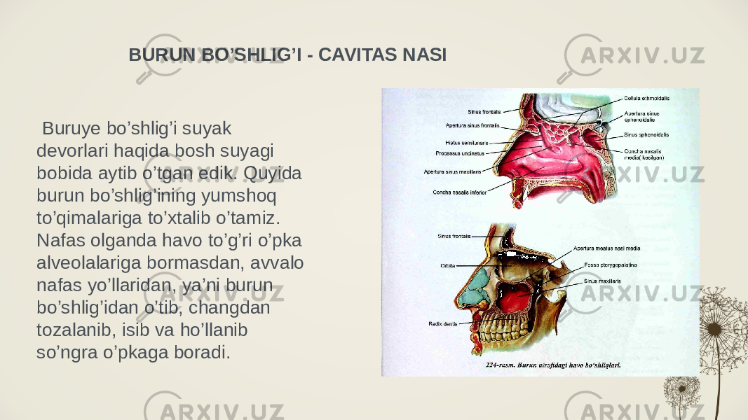 BURUN BO’SHLIG’I - CAVITAS NASI Buruye bo’shlig’i suyak devorlari haqida bosh suyagi bobida aytib o’tgan edik. Quyida burun bo’shlig’ining yumshoq to’qimalariga to’xtalib o’tamiz. Nafas olganda havo to’g’ri o’pka alveolalariga bormasdan, avvalo nafas yo’llaridan, ya’ni burun bo’shlig’idan o’tib, changdan tozalanib, isib va ho’llanib so’ngra o’pkaga boradi. 