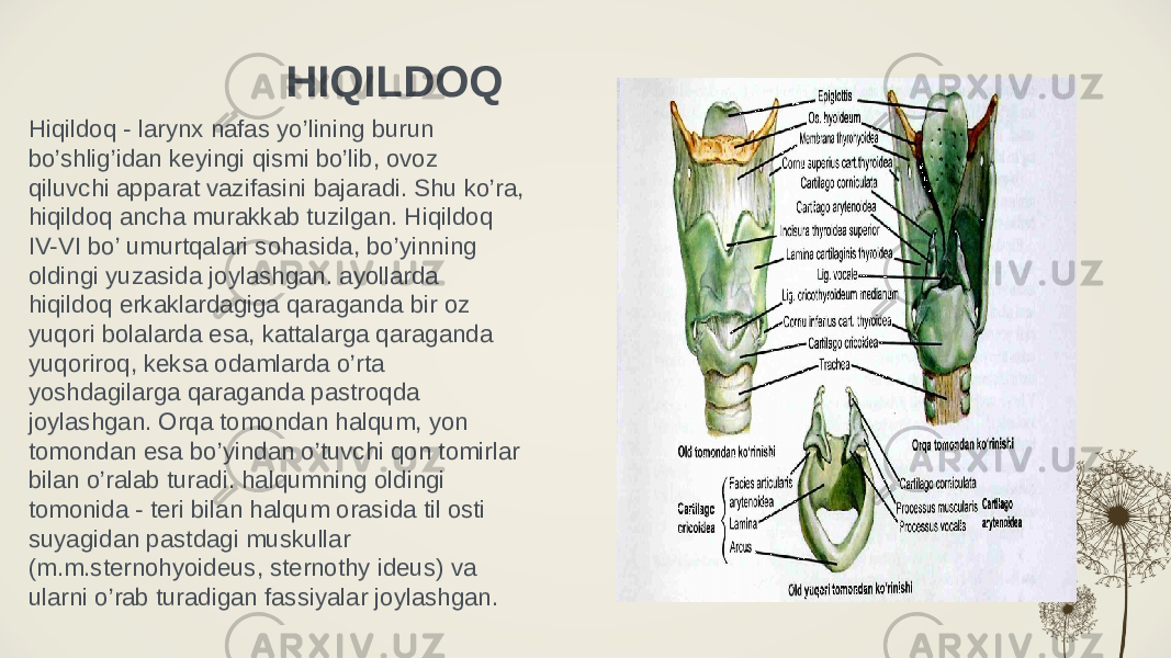 HIQILDOQ Hiqildoq - larynx nafas yo’lining burun bo’shlig’idan keyingi qismi bo’lib, ovoz qiluvchi apparat vazifasini bajaradi. Shu ko’ra, hiqildoq ancha murakkab tuzilgan. Hiqildoq IV-VI bo’ umurtqalari sohasida, bo’yinning oldingi yuzasida joylashgan. ayollarda hiqildoq erkaklardagiga qaraganda bir oz yuqori bolalarda esa, kattalarga qaraganda yuqoriroq, keksa odamlarda o’rta yoshdagilarga qaraganda pastroqda joylashgan. Orqa tomondan halqum, yon tomondan esa bo’yindan o’tuvchi qon tomirlar bilan o’ralab turadi. halqumning oldingi tomonida - teri bilan halqum orasida til osti suyagidan pastdagi muskullar (m.m.sternohyoideus, sternothy ideus) va ularni o’rab turadigan fassiyalar joylashgan. 