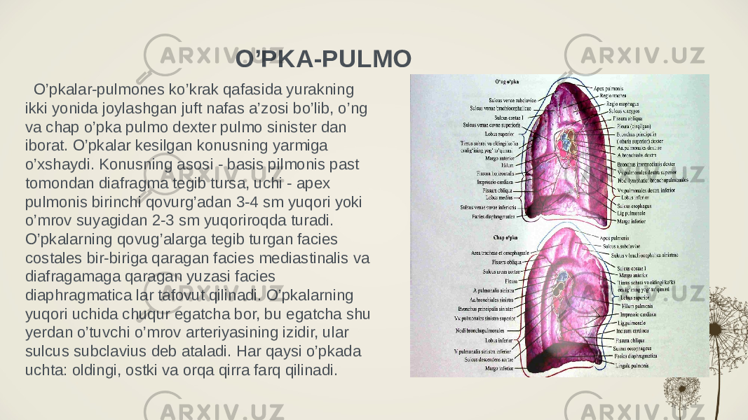 O’PKA-PULMO O’pkalar-pulmones ko’krak qafasida yurakning ikki yonida joylashgan juft nafas a’zosi bo’lib, o’ng va chap o’pka pulmo dexter pulmo sinister dan iborat. O’pkalar kesilgan konusning yarmiga o’xshaydi. Konusning asosi - basis pilmonis past tomondan diafragma tegib tursa, uchi - apex pulmonis birinchi qovurg’adan 3-4 sm yuqori yoki o’mrov suyagidan 2-3 sm yuqoriroqda turadi. O’pkalarning qovug’alarga tegib turgan facies costales bir-biriga qaragan facies mediastinalis va diafragamaga qaragan yuzasi facies diaphragmatica lar tafovut qilinadi. O’pkalarning yuqori uchida chuqur egatcha bor, bu egatcha shu yerdan o’tuvchi o’mrov arteriyasining izidir, ular sulcus subclavius deb ataladi. Har qaysi o’pkada uchta: oldingi, ostki va orqa qirra farq qilinadi. 