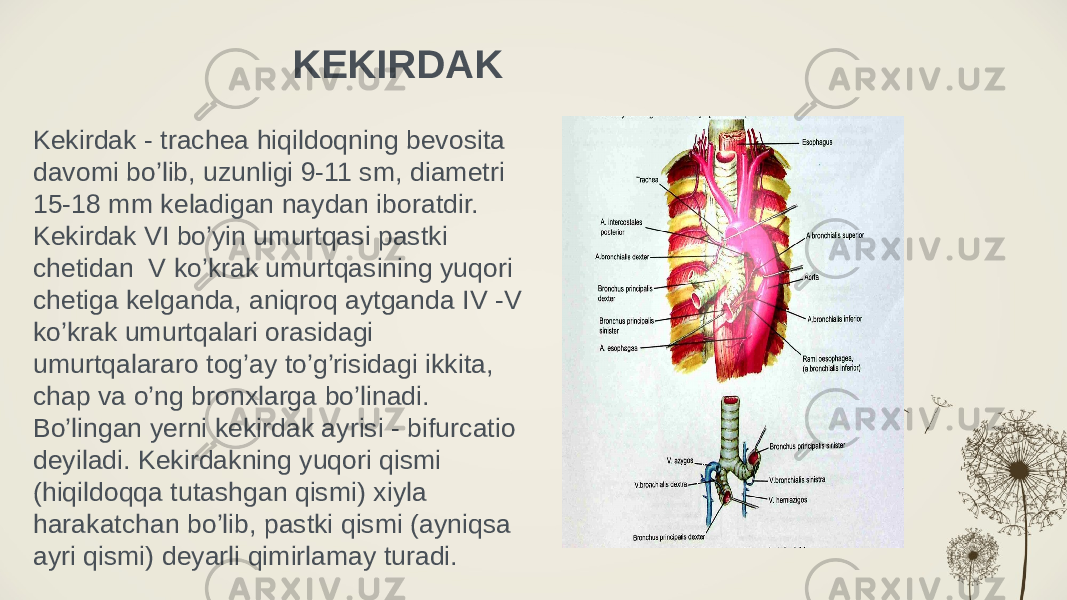 KEKIRDAK Kekirdak - trachea hiqildoqning bevosita davomi bo’lib, uzunligi 9-11 sm, diametri 15-18 mm keladigan naydan iboratdir. Kekirdak VI bo’yin umurtqasi pastki chetidan V ko’krak umurtqasining yuqori chetiga kelganda, aniqroq aytganda IV -V ko’krak umurtqalari orasidagi umurtqalararo tog’ay to’g’risidagi ikkita, chap va o’ng bronxlarga bo’linadi. Bo’lingan yerni kekirdak ayrisi - bifurcatio deyiladi. Kekirdakning yuqori qismi (hiqildoqqa tutashgan qismi) xiyla harakatchan bo’lib, pastki qismi (ayniqsa ayri qismi) deyarli qimirlamay turadi. 