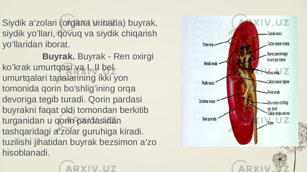 Siydik a’zolari (organa urinaria) buyrak, siydik yo’llari, qovuq va siydik chiqarish yo’llaridan iborat. Buyrak. Buyrak - Ren oxirgi ko’krak umurtqasi va I, II bel umurtqalari tanalarining ikki yon tomonida qorin bo’shlig’ining orqa devoriga tegib turadi. Qorin pardasi buyrakni faqat oldi tomondan berkitib turganidan u qorin pardasidan tashqaridagi a’zolar guruhiga kiradi. tuzilishi jihatidan buyrak bezsimon a’zo hisoblanadi. 